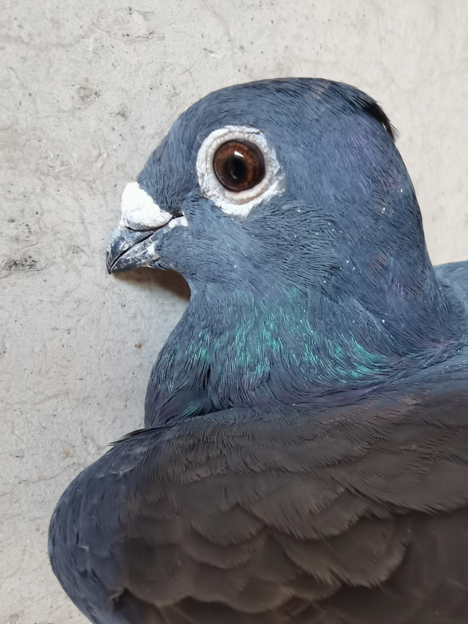 欣赏超远程信鸽吴淞与李鸟