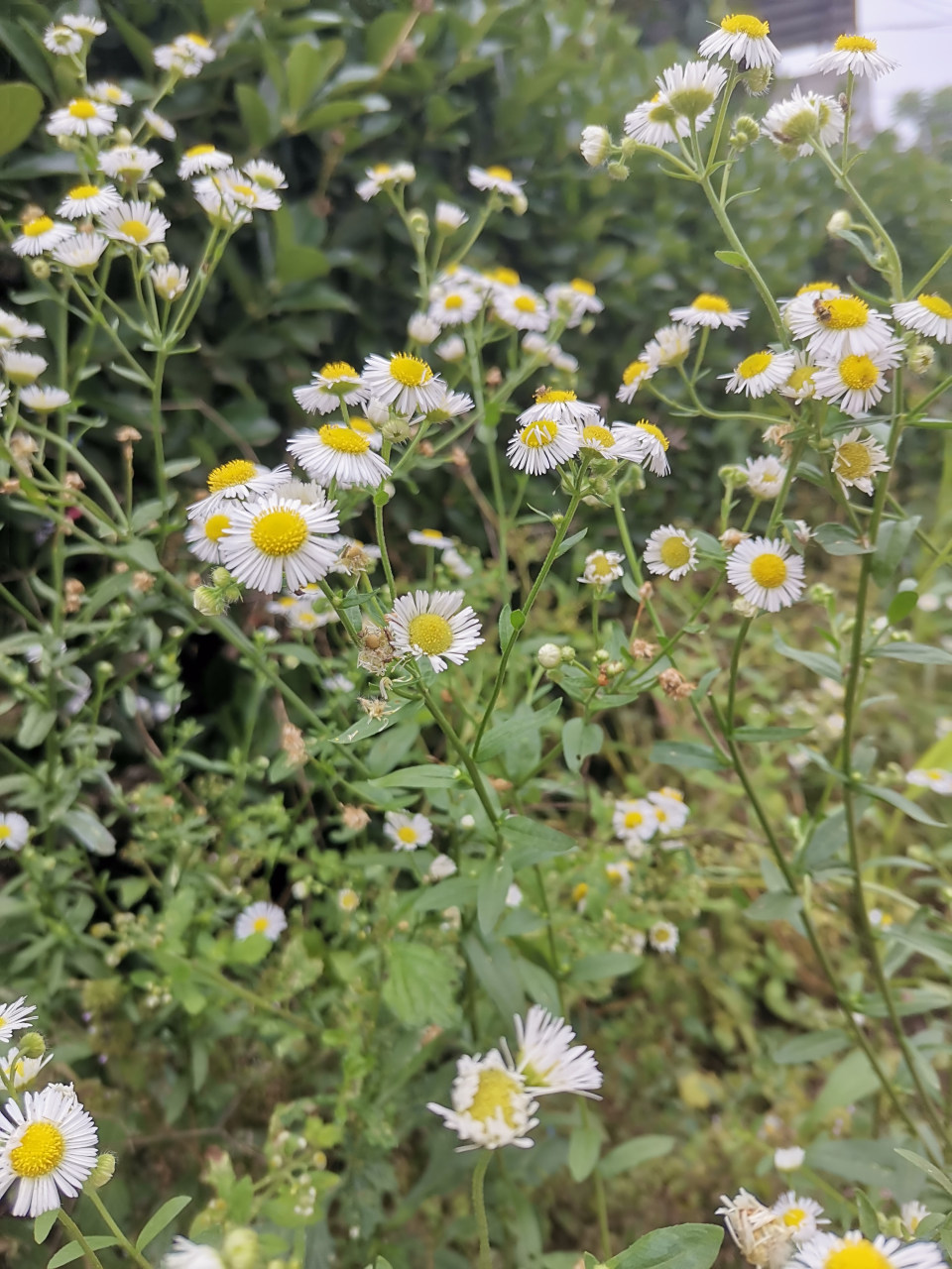 有时停下脚步,停下赶路的步伐,驻足于身边的美好也是一种享受