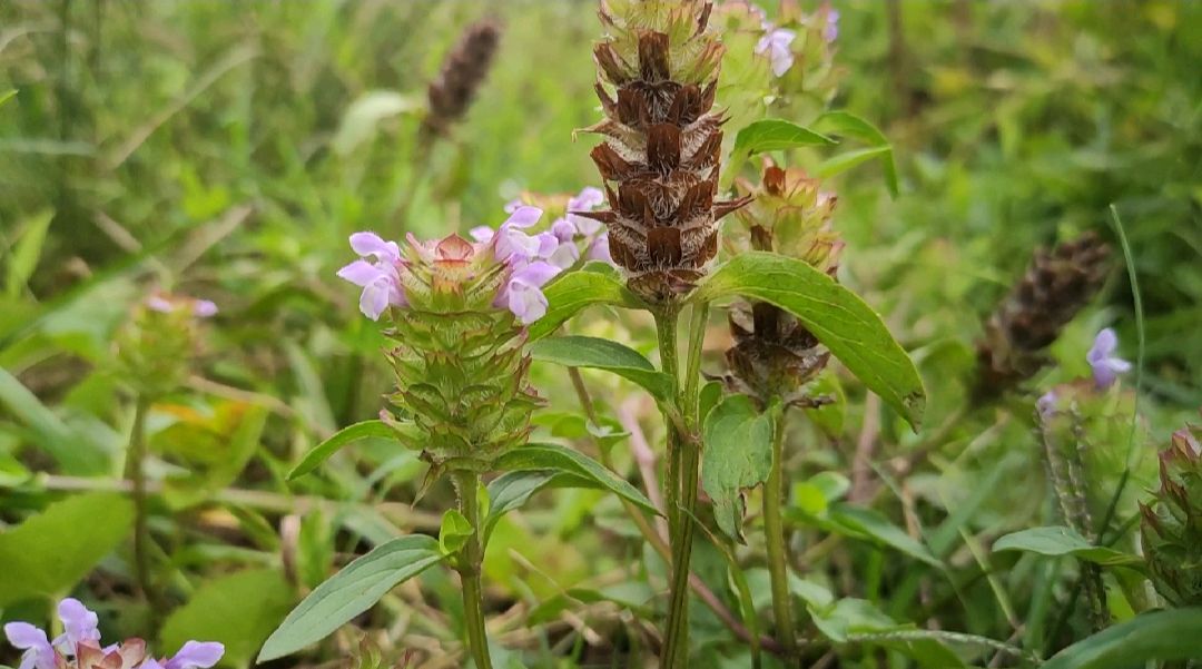 農村野生夏枯草,你知道它有哪些用途嗎?