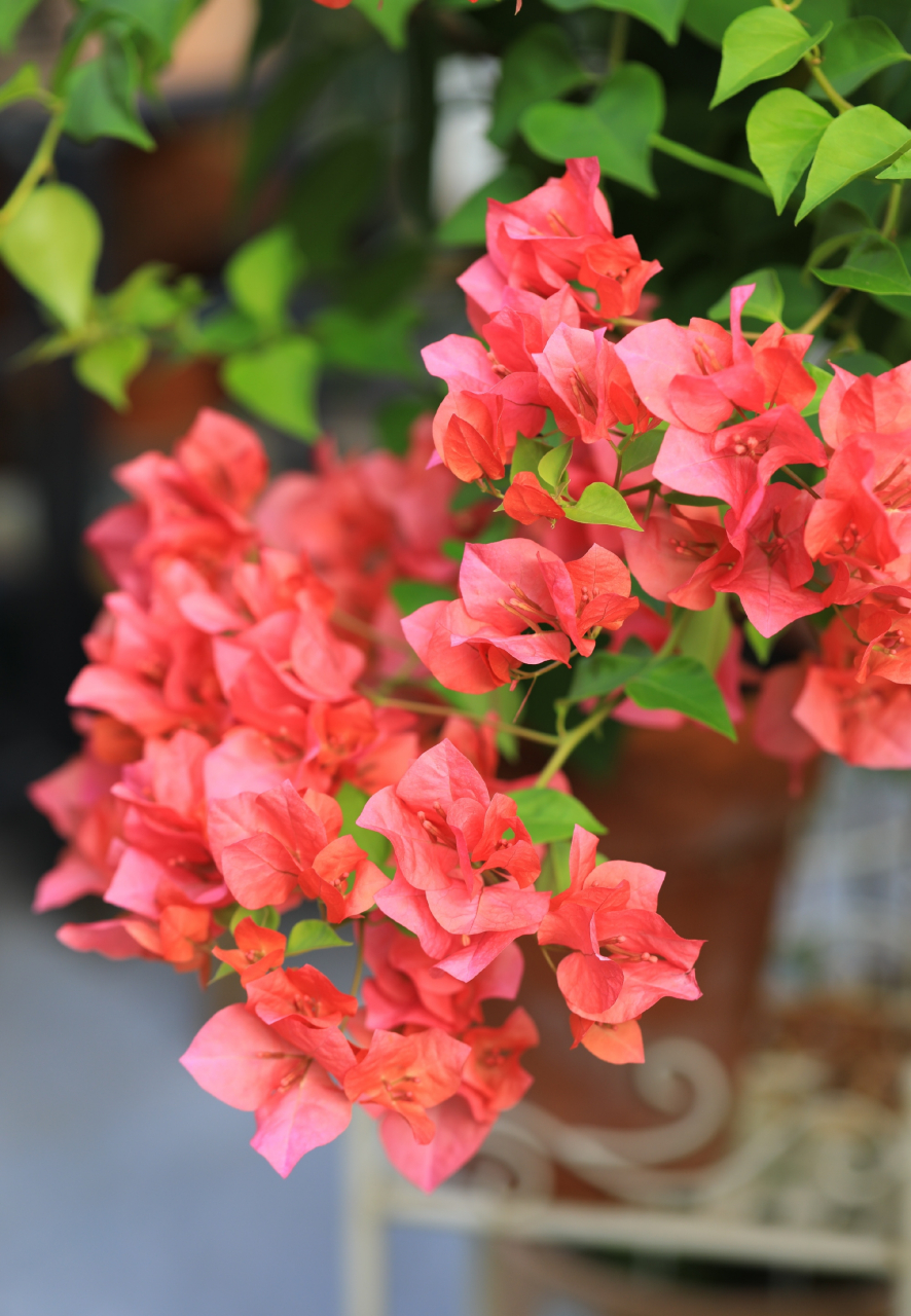 早鲜花,三角梅绿叶橙