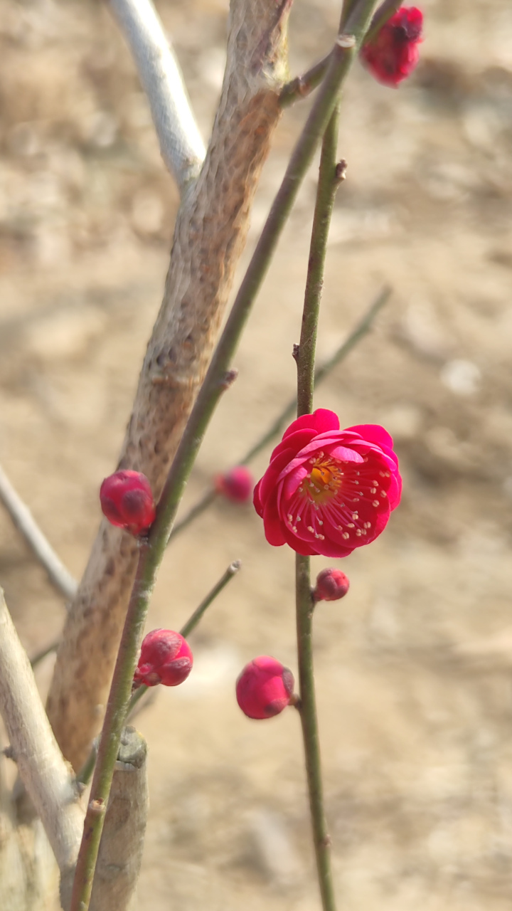乌羽玉梅花,着花中密,花期3月上旬至下旬;花径1.7-2.