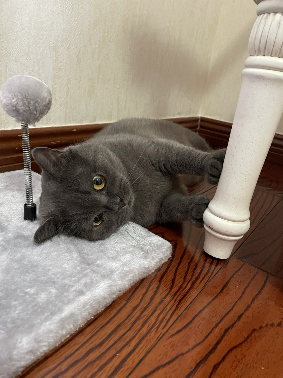 小山竹真的可可爱爱 猫咪的小爪子真的太可爱了,一只只小山竹,躺着