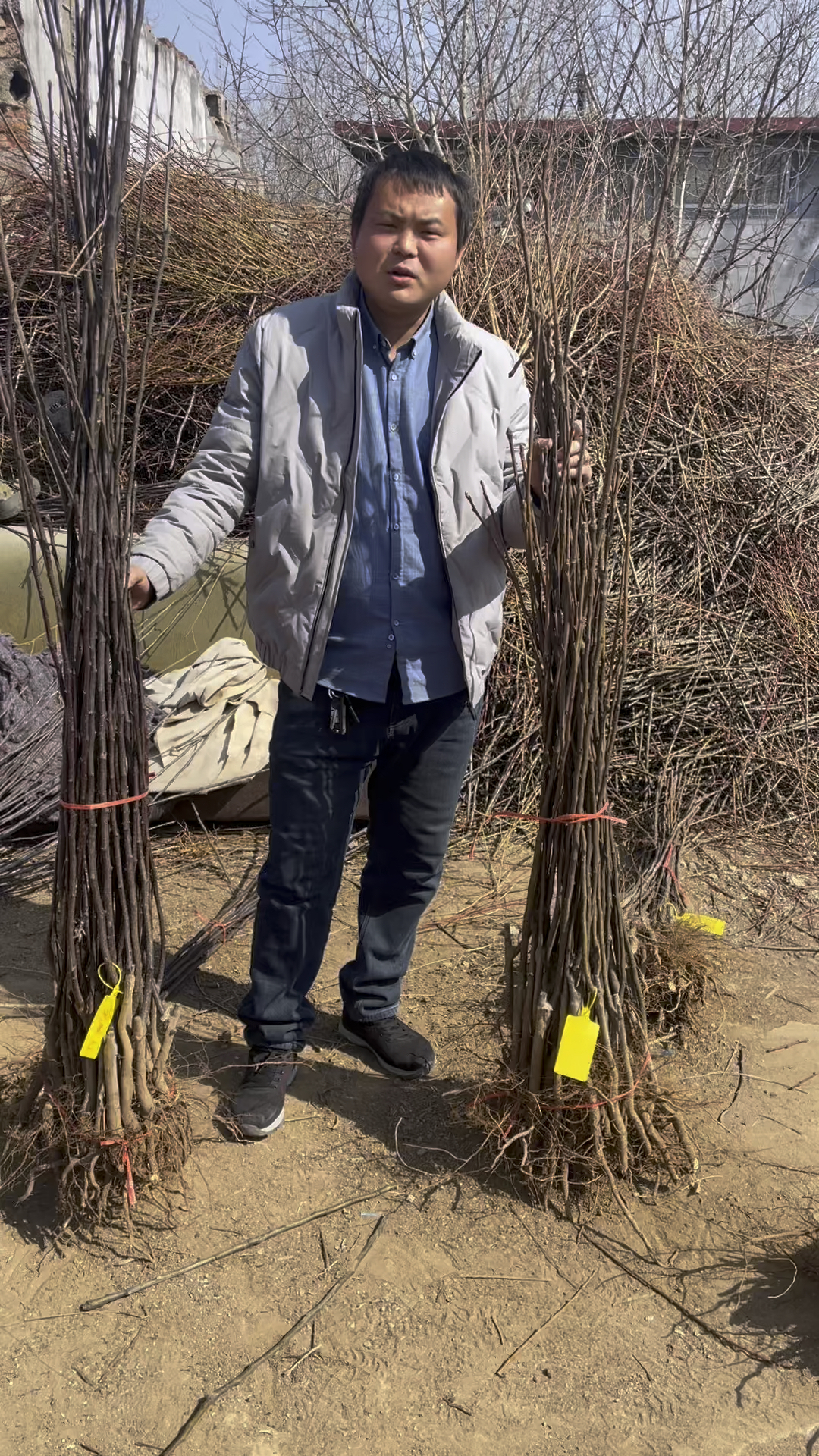 早酥红梨树苗品种与皇冠梨树苗品种,一级苗木质量好-度小视