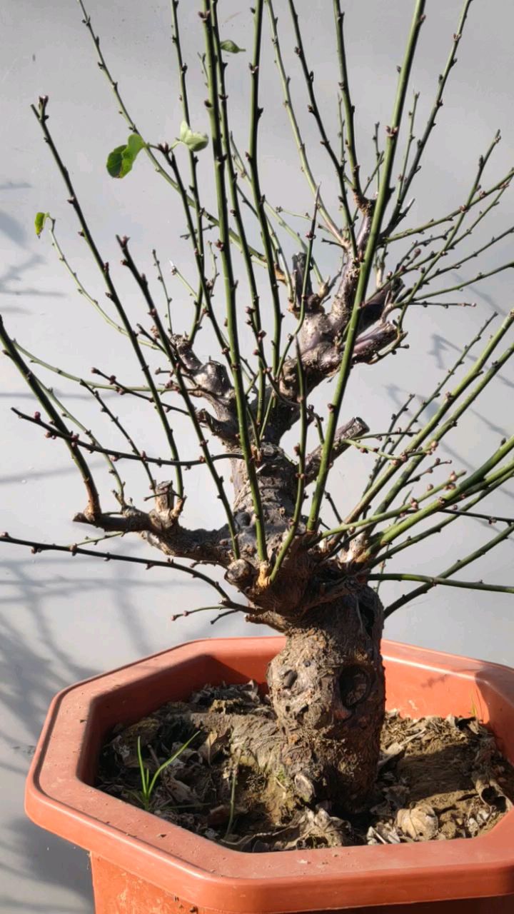 层次和骨架都好的原生骨里红梅