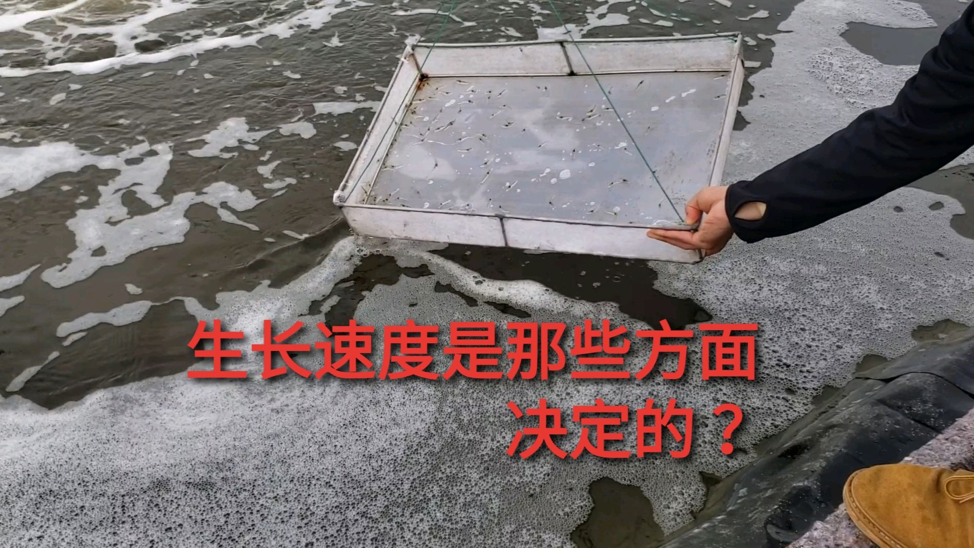 虾苗入塘到收获需要多长时间?哪些方面可以影响虾的生长速度?
