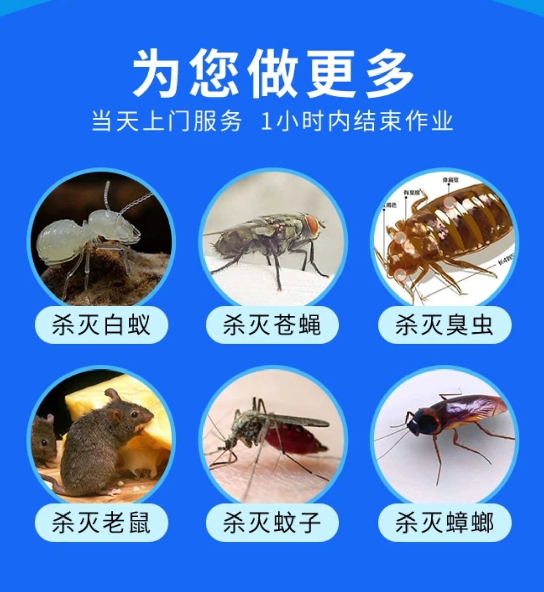 灭蟑螂 病虫害防治 蟑螂 东莞永谊专业除四害团队