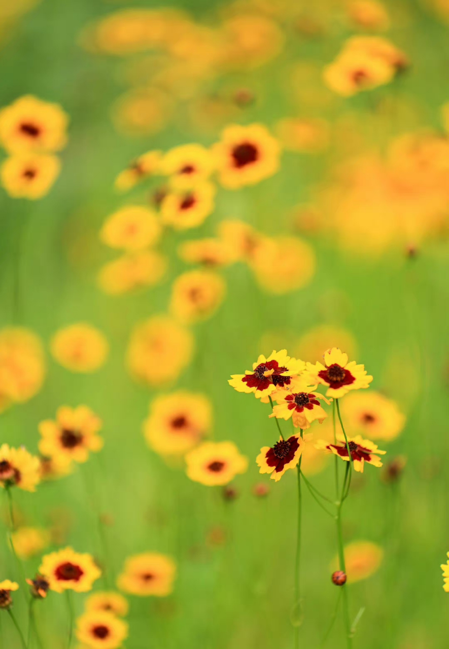 奥林匹克森林公园蛇目菊,又叫小波斯菊,金钱菊,孔雀菊,它的花语:恳切