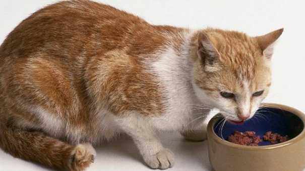 猫食欲不好到底是怎么回事