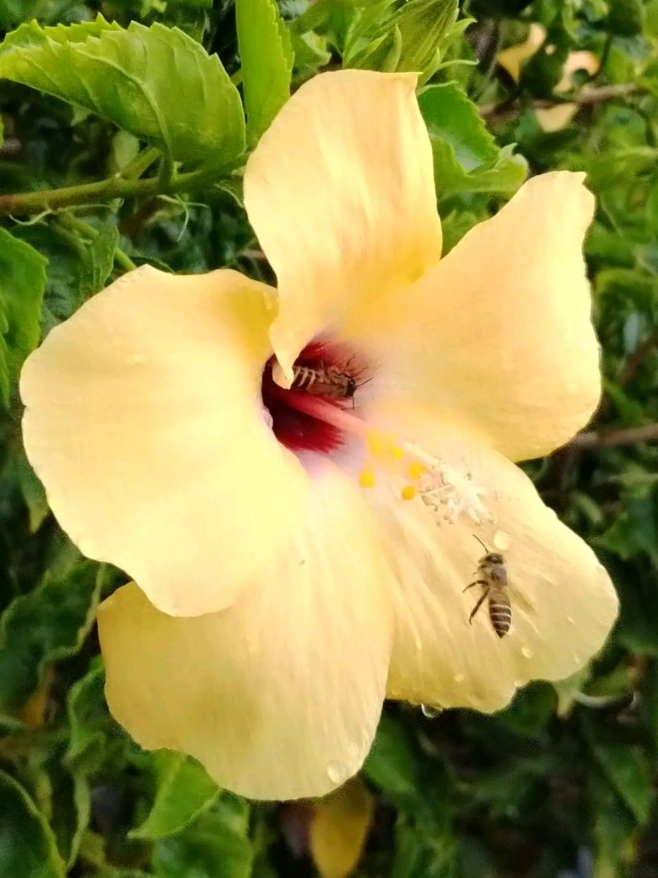 蜂儿不食人间仓,玉露为酒花为粮.作蜜不忙采蜜忙,蜜成又带百花香.