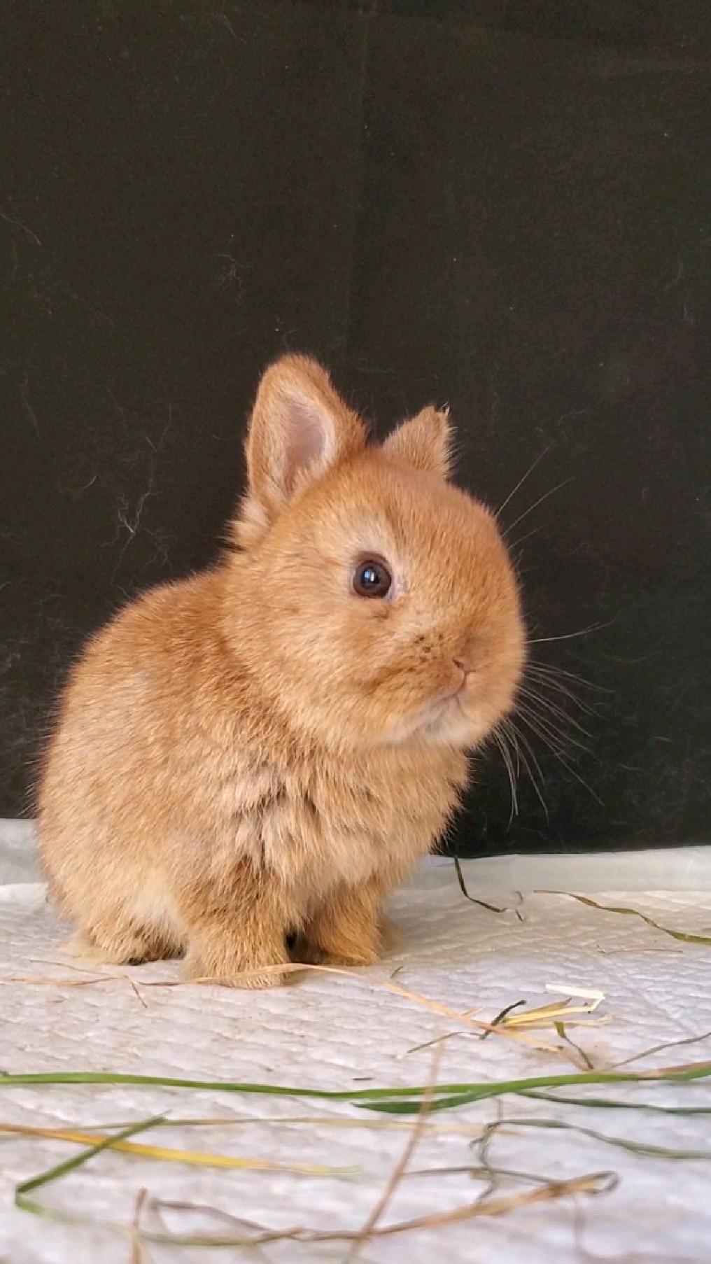 侏儒兔黄色母兔满月啦!