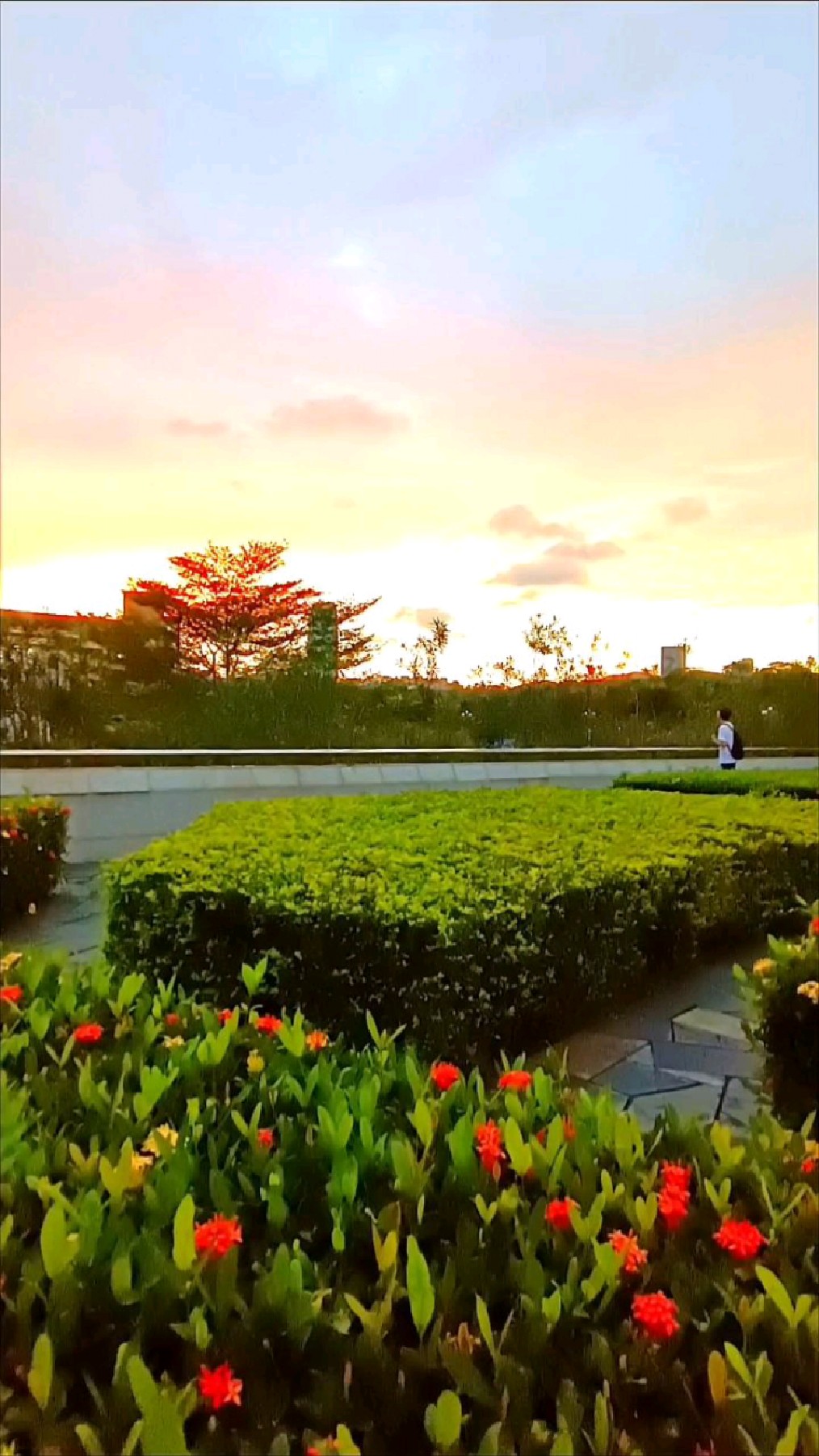 深圳莲花山公园晚霞美景随拍