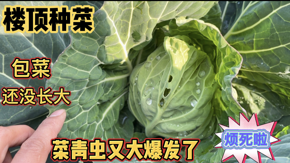 楼顶种菜,冬季也会爆发菜青虫?三个月龄包菜包心也太小了,无语