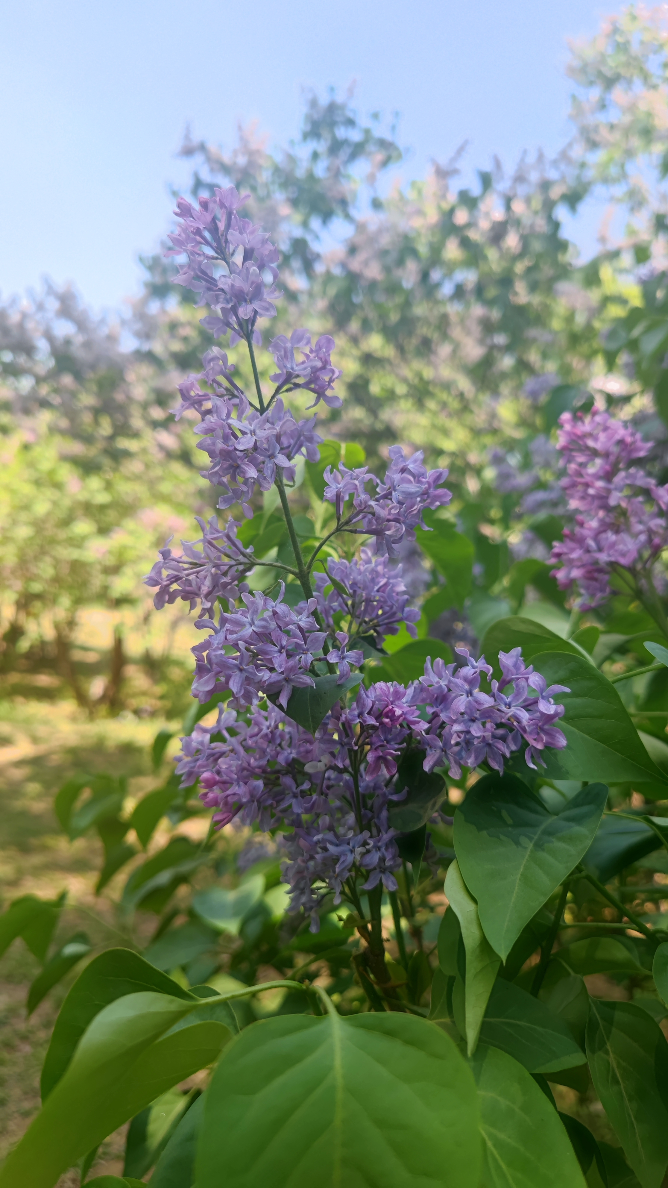 丁香花园=丁香花园二手房价格