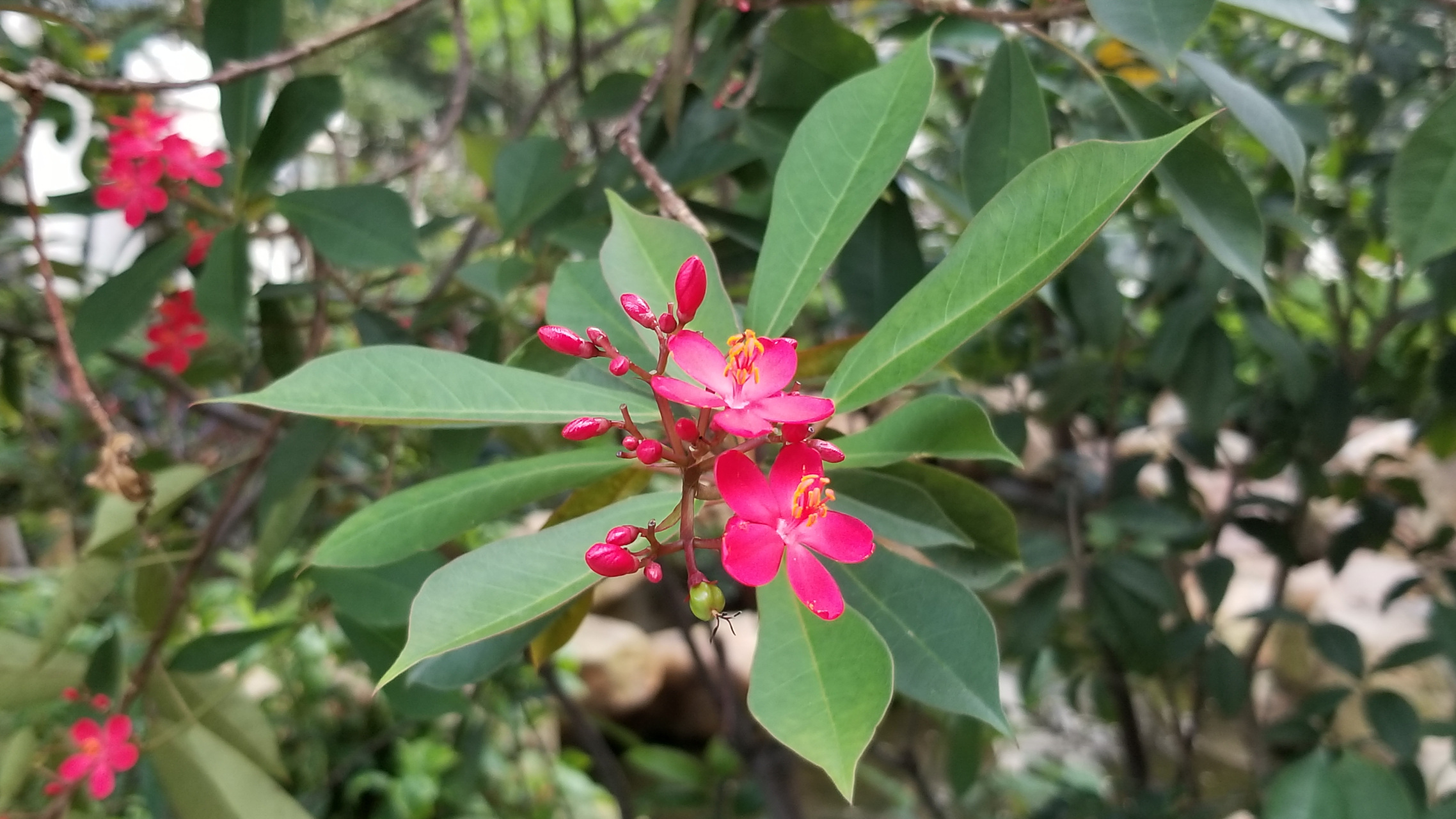 琴叶珊瑚     琴叶珊瑚又叫变叶珊瑚花,日日樱等,是大戟科麻风属常绿