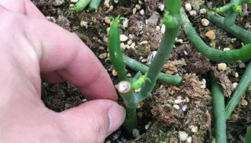 珊瑚棒的扦插方法