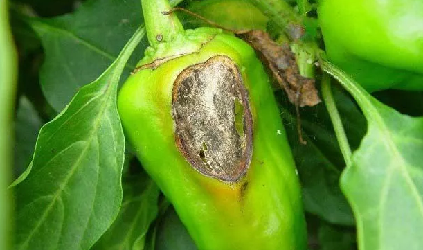 辣椒黑霉病发病的症状怎样 发病原因 辣椒黑霉病打什么农药