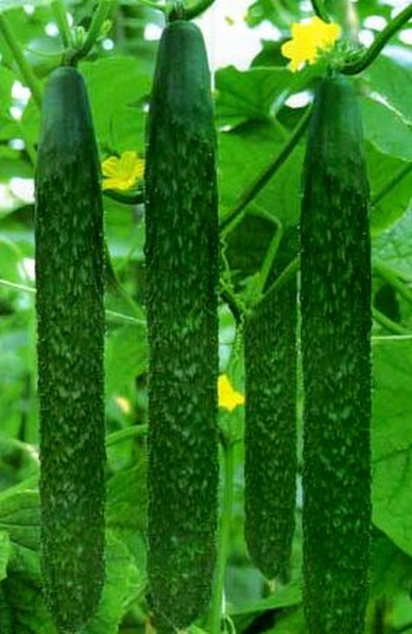 出来的是深绿色的一种瓜,在广东这边叫青瓜,我地讲的黄瓜是真的是一种