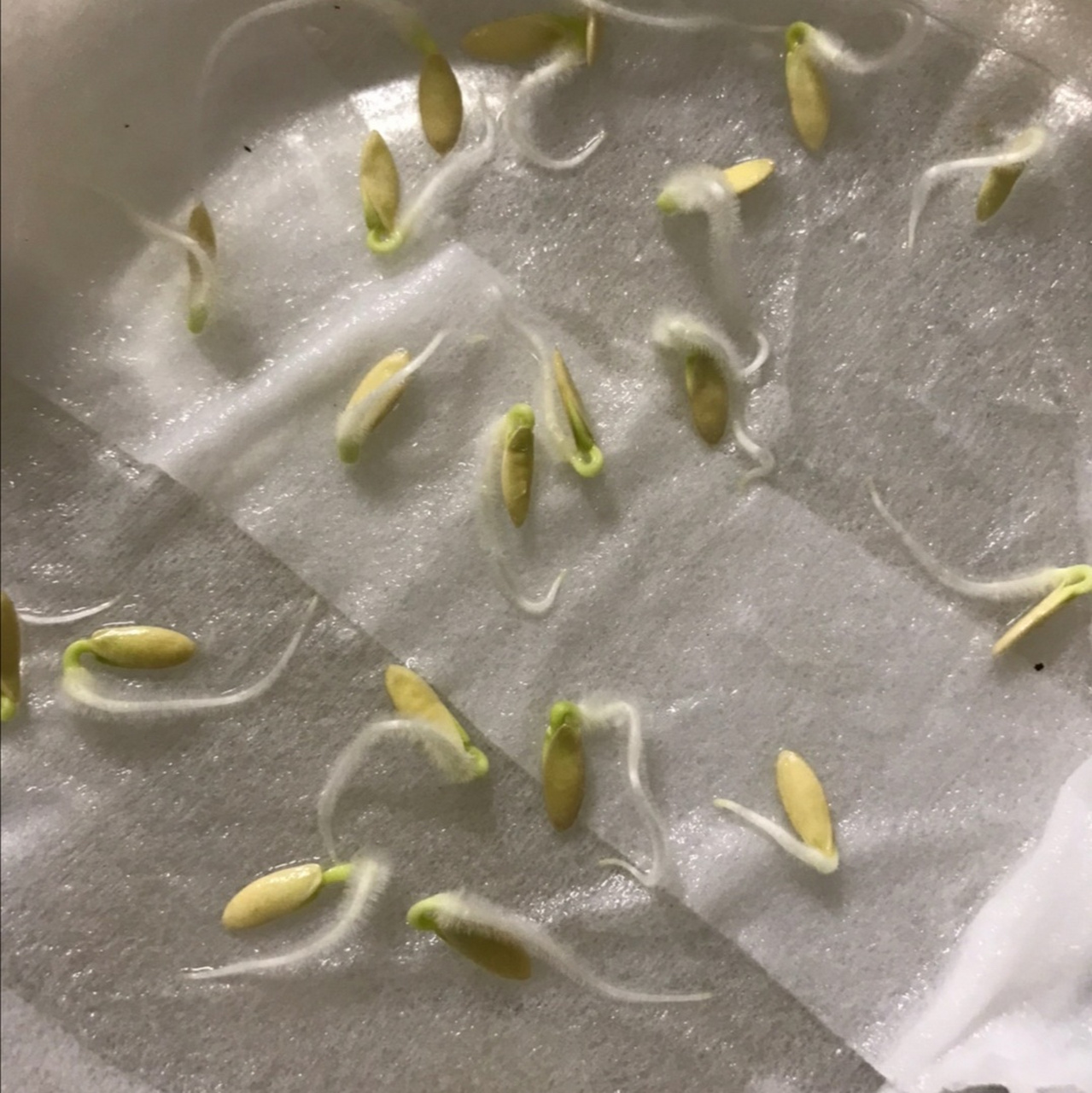 将黄瓜种子放入55℃的温水中,搅拌15分钟,可杀灭种子表皮所带的多种