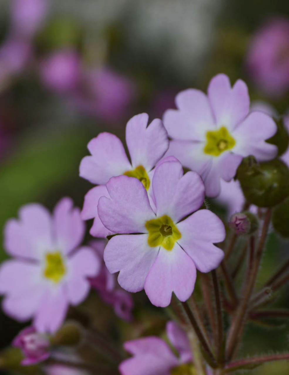 藏报春 primula sinensis 报春花科 报春花属 67.