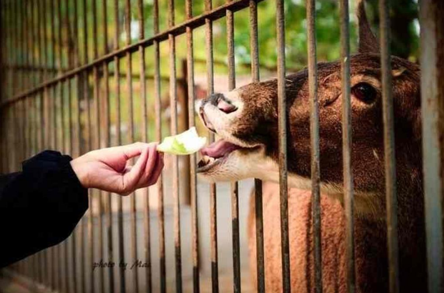 大快人心!女子动物园喂狼吃草,被列入北京动物园旅游黑名单
