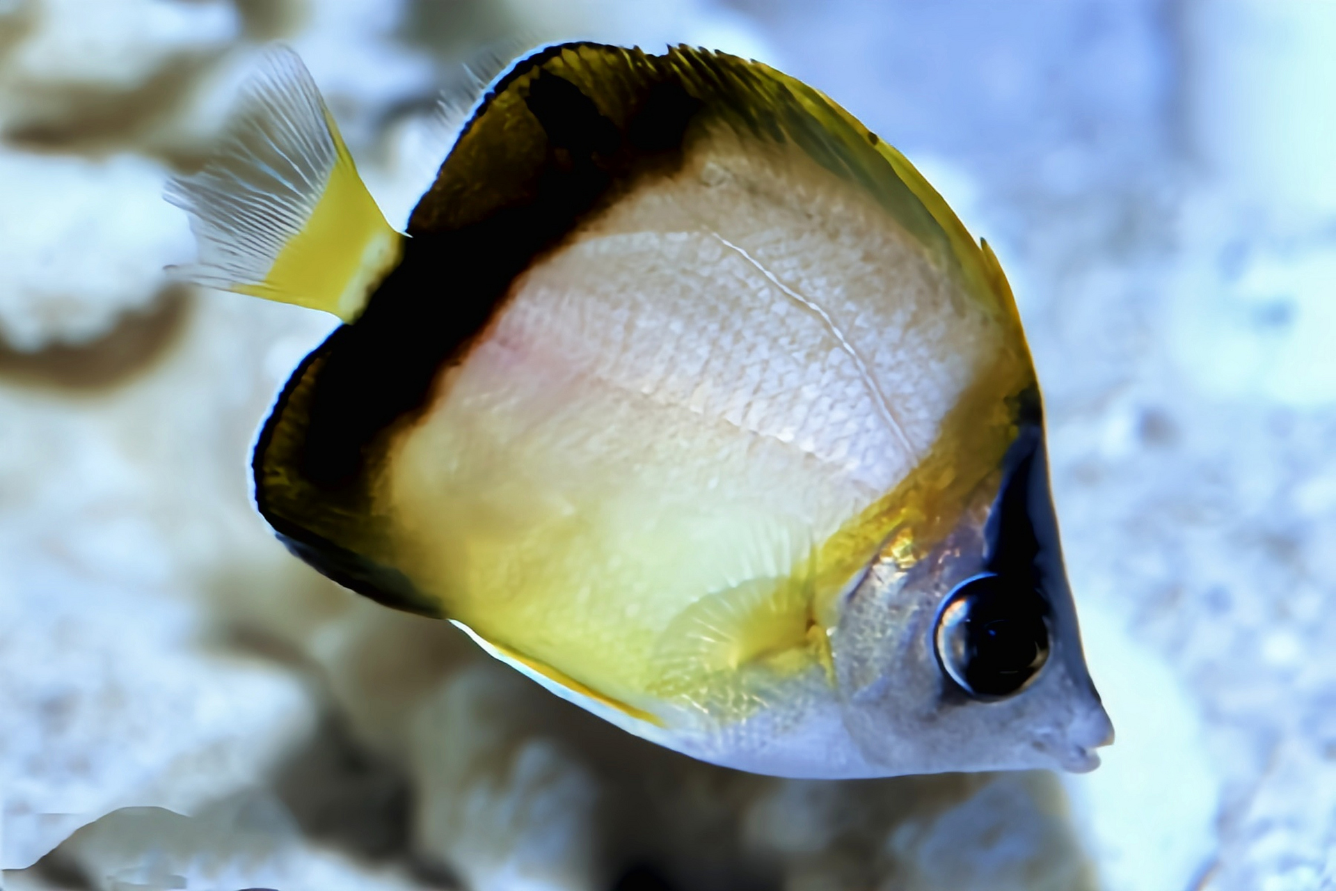 每天认识一种动物——暗带蝴蝶鱼 暗带蝴蝶鱼原产于太平洋西部,中国