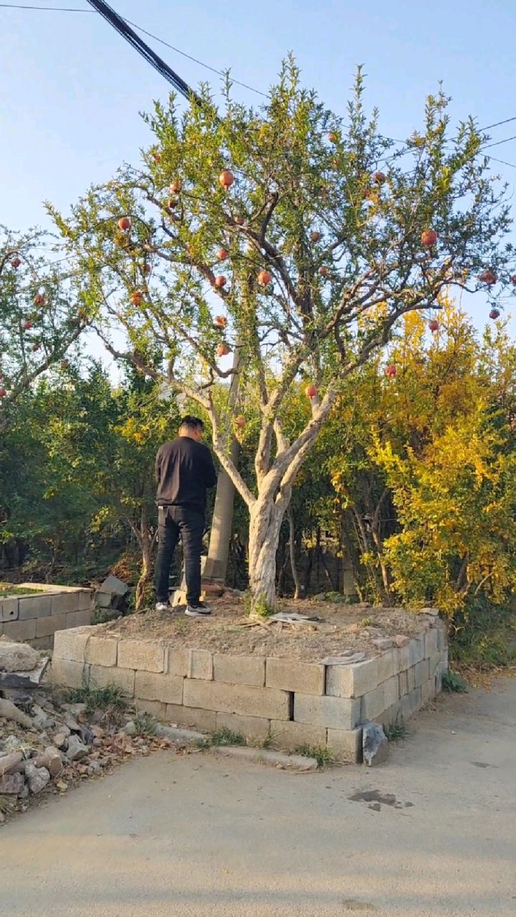 大冠幅的石榴树,根盘苍劲古朴,满树结的红红的大石榴,已熟透,石榴多籽