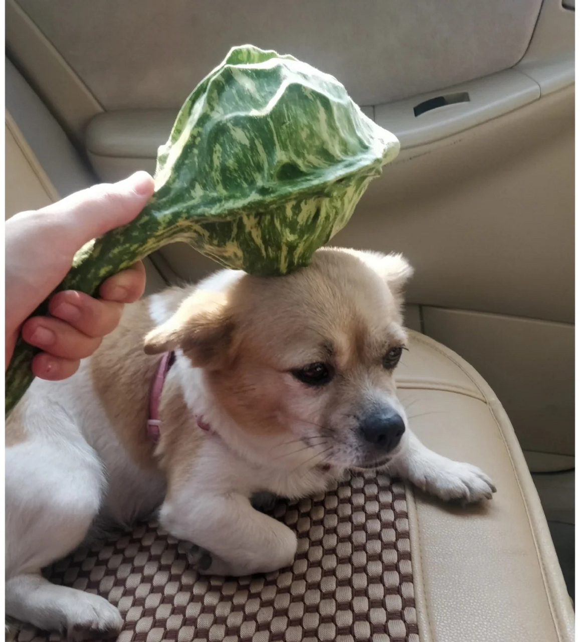 这长得像流星锤一样的东西是什么瓜?