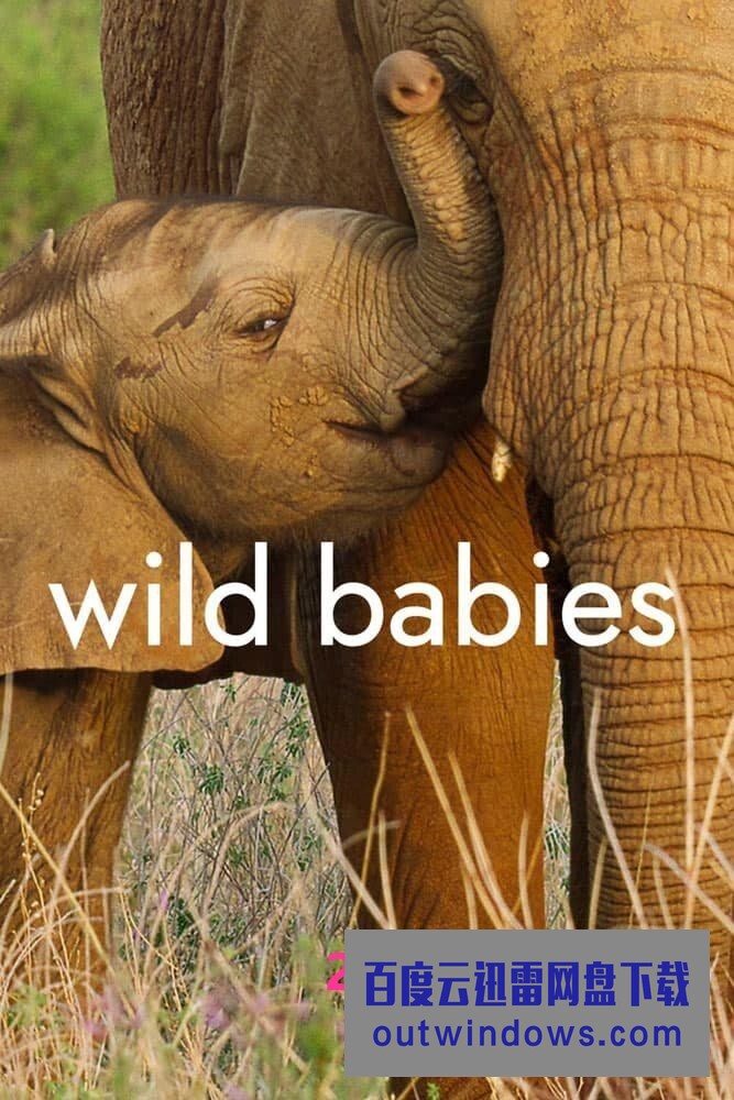 [电视剧][野生动物宝宝 Wild Babies 第一季][全08集][英语中字]1080p|4k高清