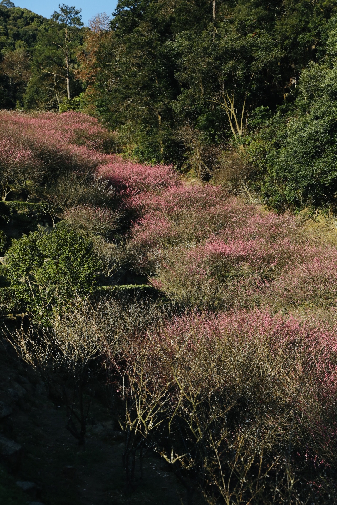 鼓山—梅里寒梅怒放