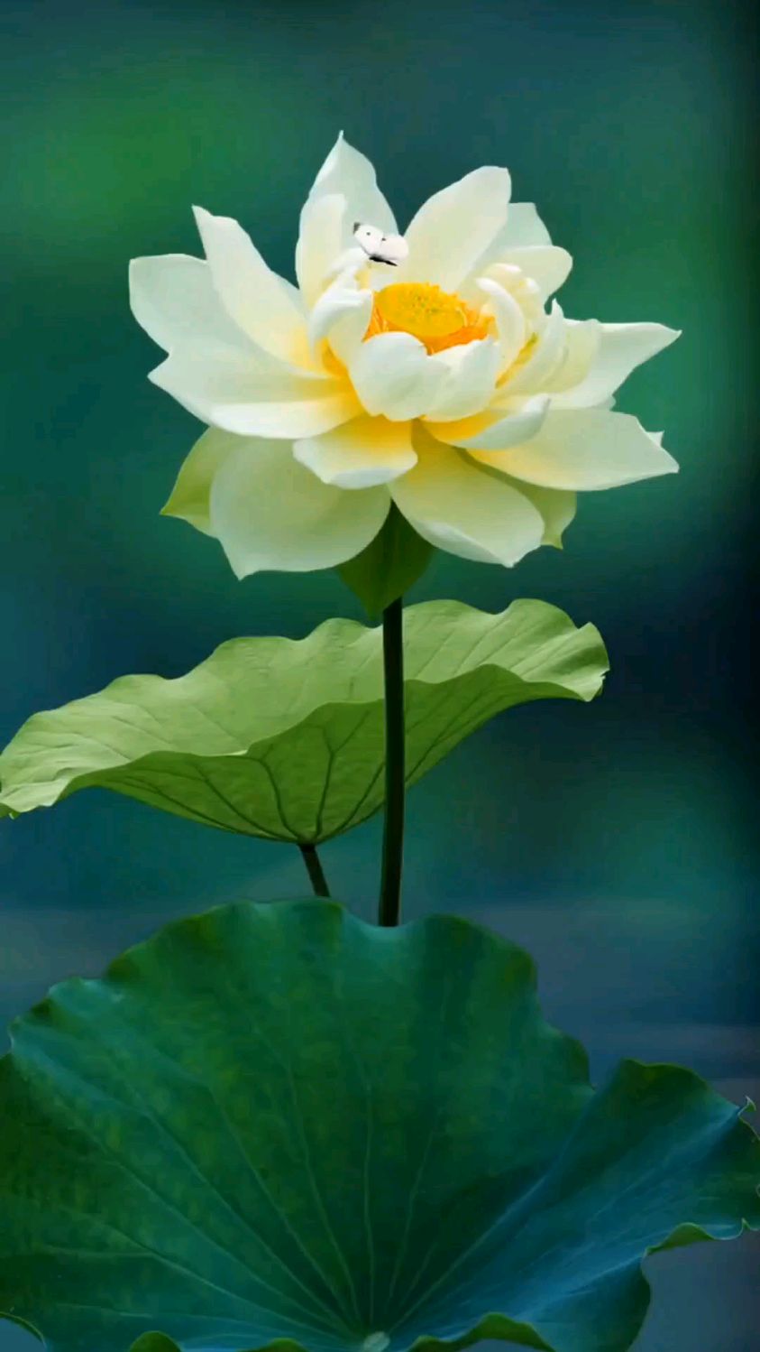 荷花清香如茶韵静心亦清心心不静难闻茶香青莲意倾听曲一首岁月如意亦