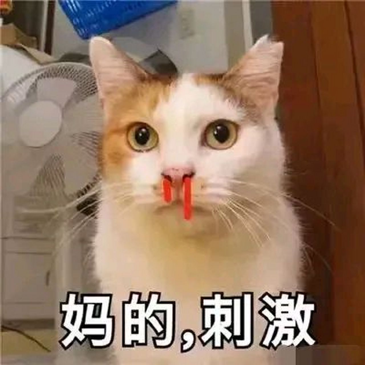 猫咪流鼻血图片