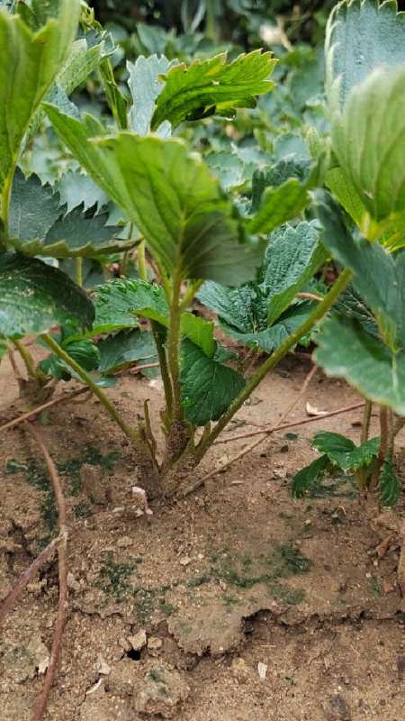 大叶红颜九九草莓苗,口感好产量高!