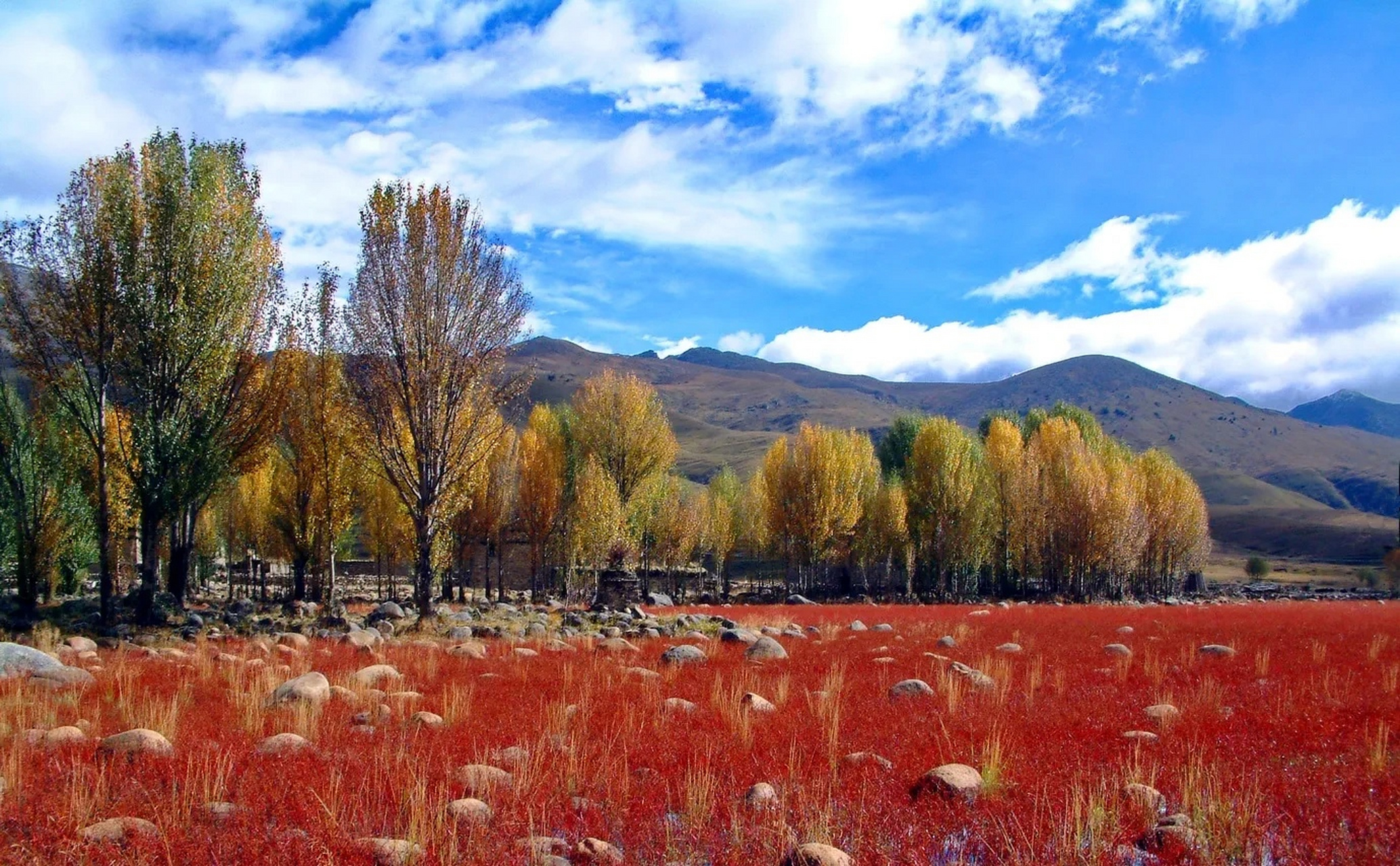 卢师傅拍的川西稻城亚丁秋色,就像上帝打翻的调色板,红色的水草,金黄