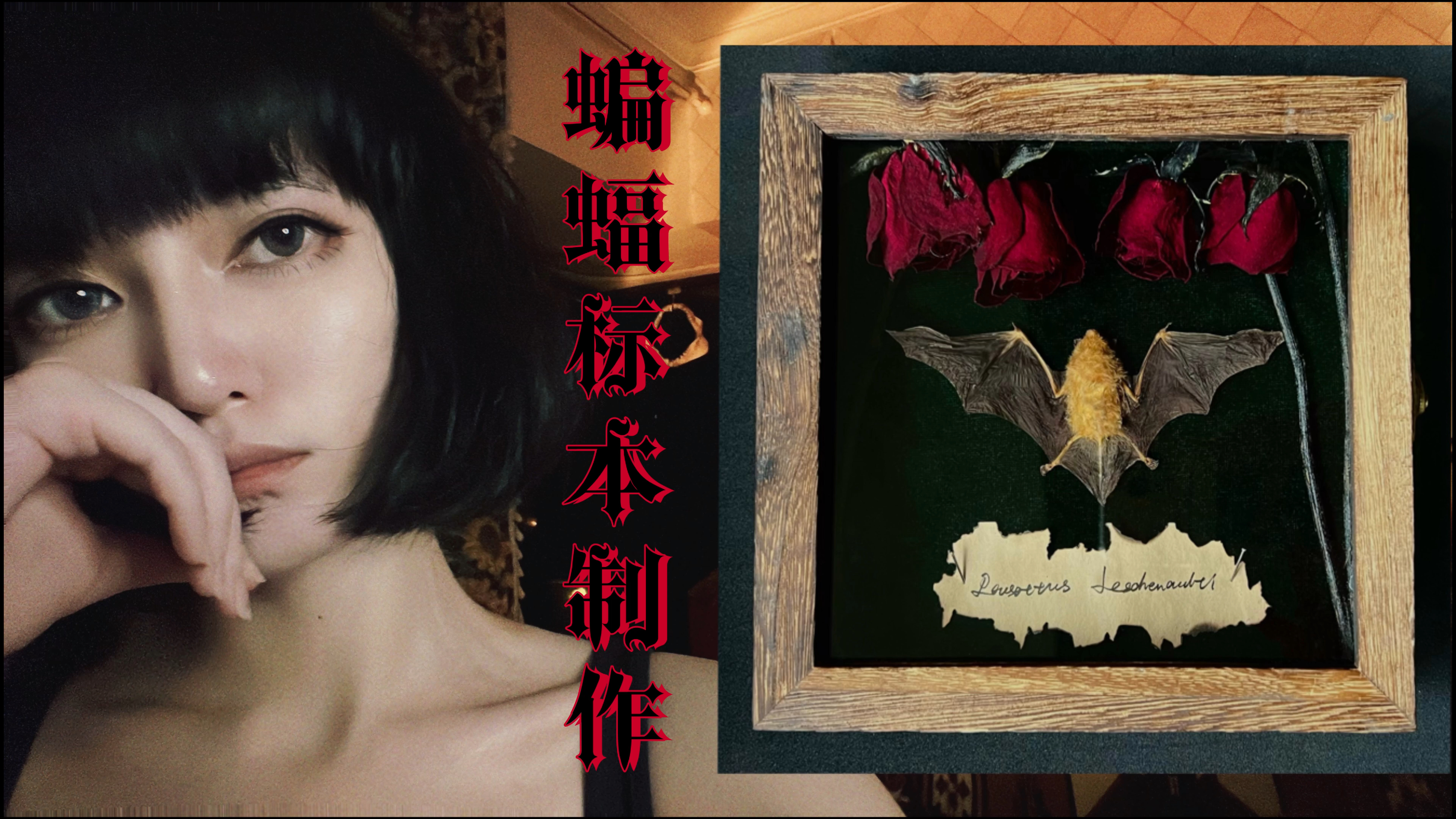 哥特风蝙蝠标本制作 德古拉之美