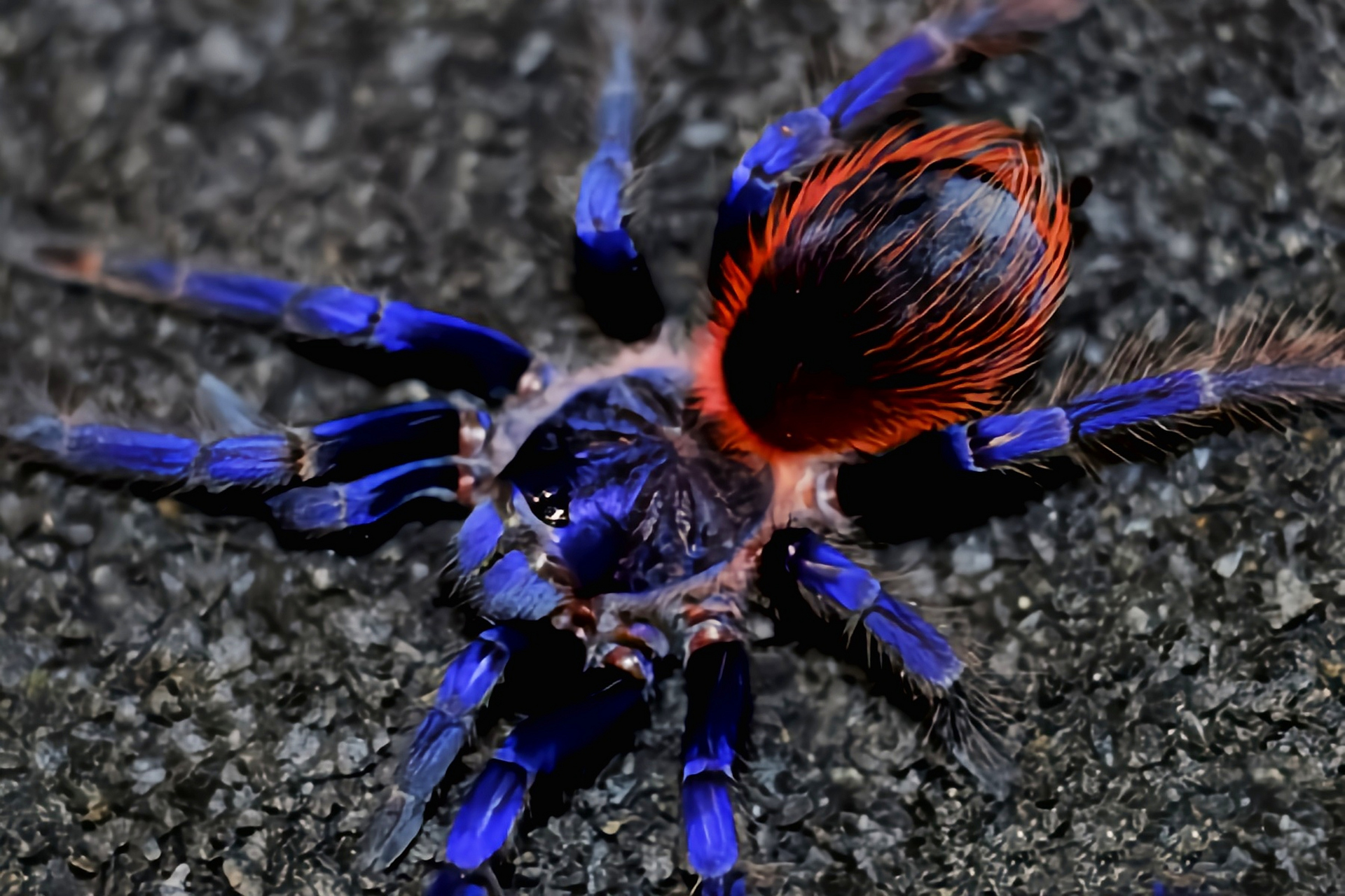 巴西大蓝蛛别名蓝色狼蛛,巴伊亚蓝蛛,是蜘蛛目,捕鸟蛛科动物,2012年才
