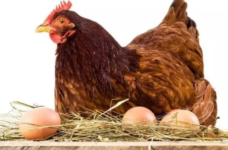 鸡下蛋周期是多久