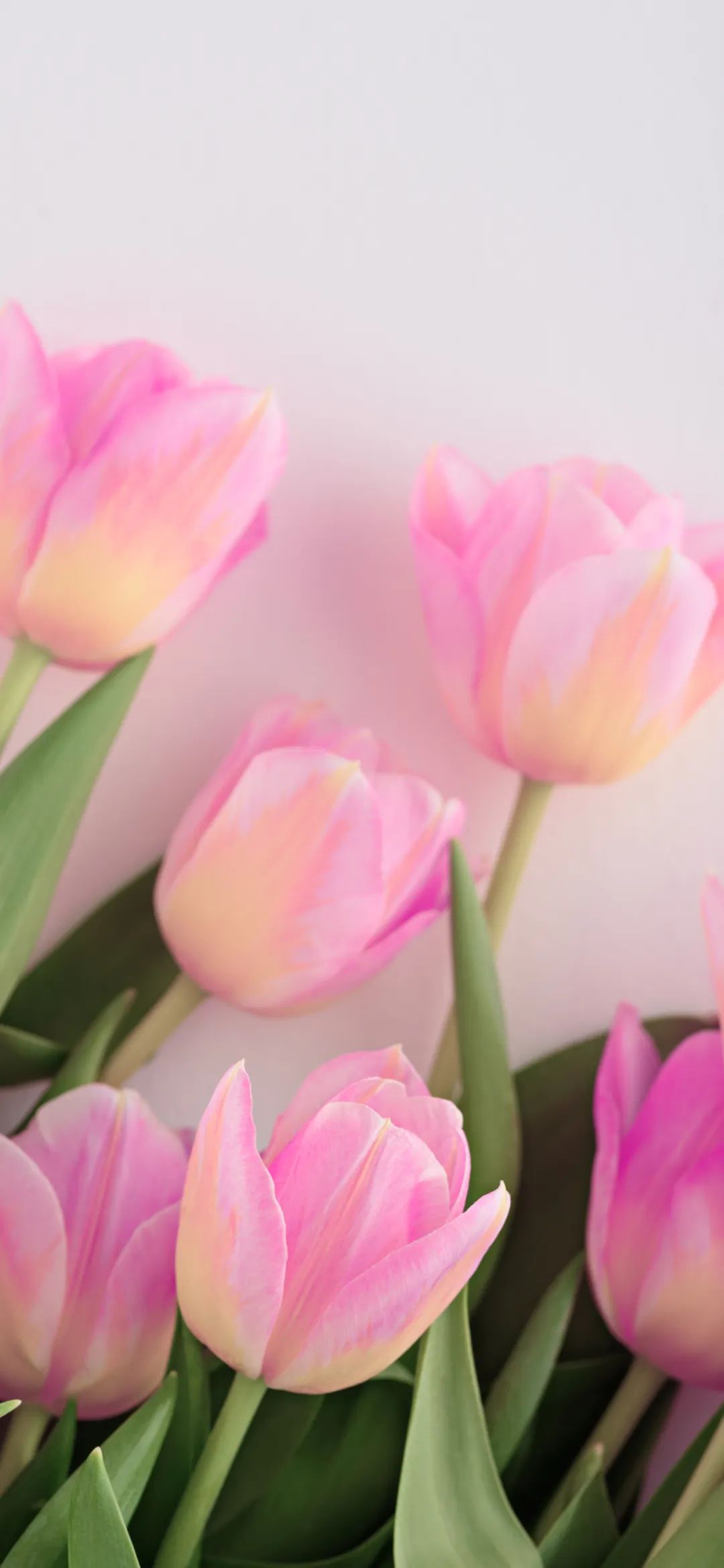 清新系小花壁纸 是春天呀