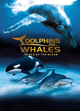 海豚和鲸鱼3D彩