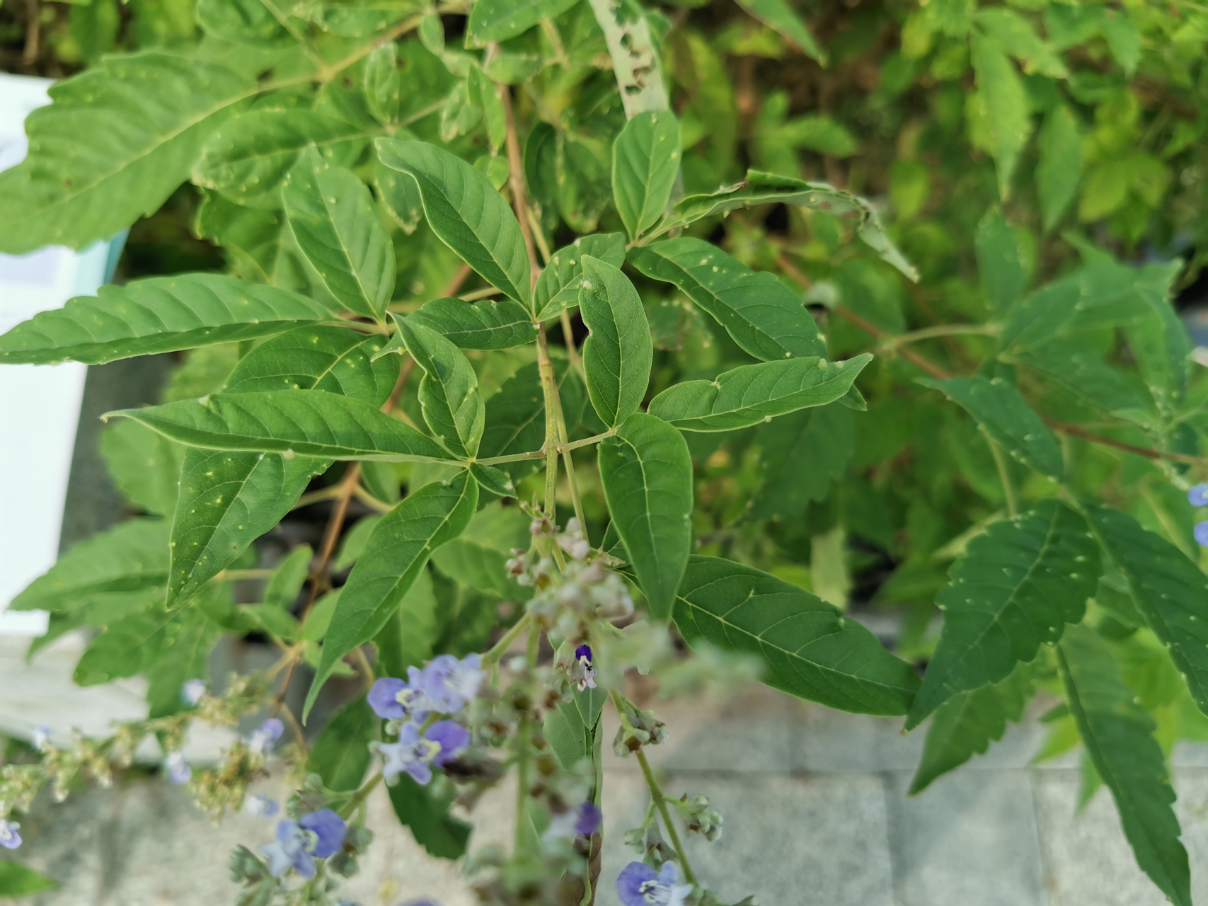 牡荆 树枝优美,花色清雅 新鲜牡荆叶可杀虫除菌 对脚气也有一定的作用