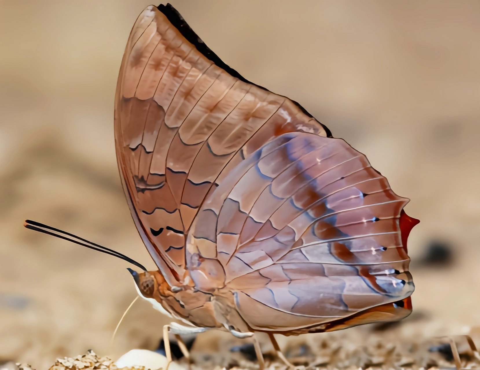 每天认识一种昆虫——白带螯蛱蝶 白带螯蛱蝶别名樟白纹蛱蝶,茶褐樟