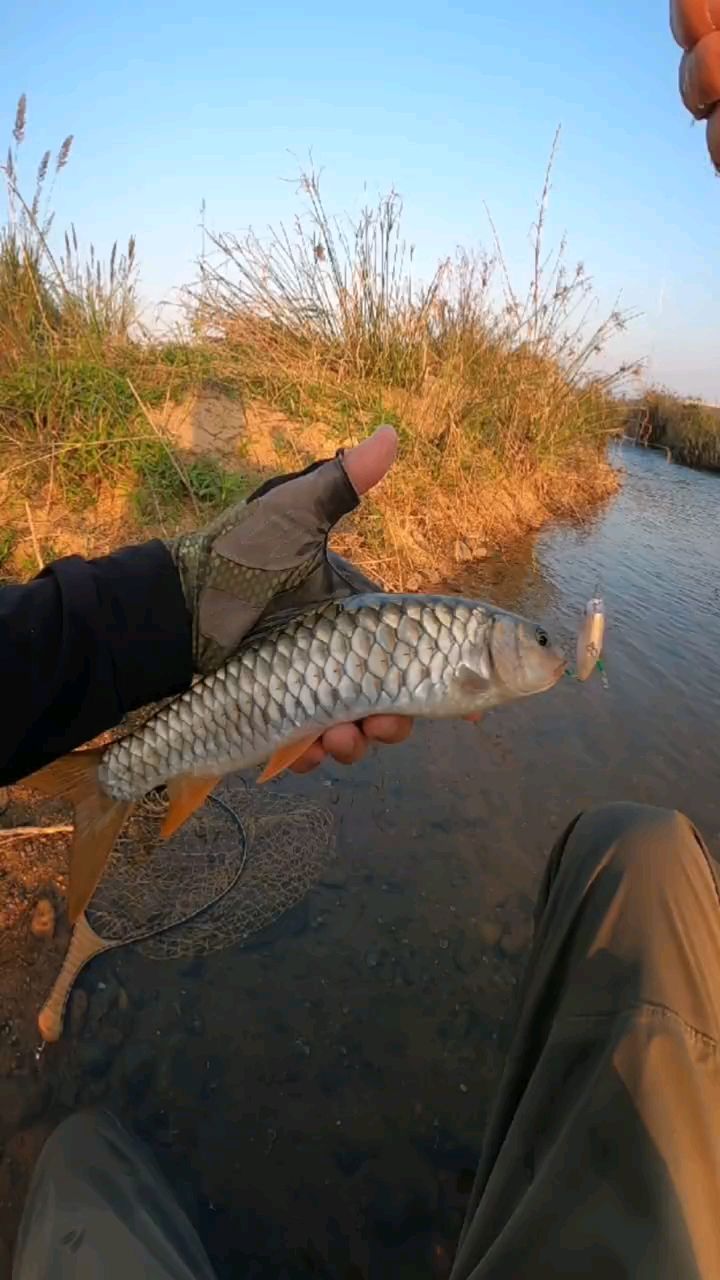 这么大的军鱼和米翘一样有劲#路亚野钓
