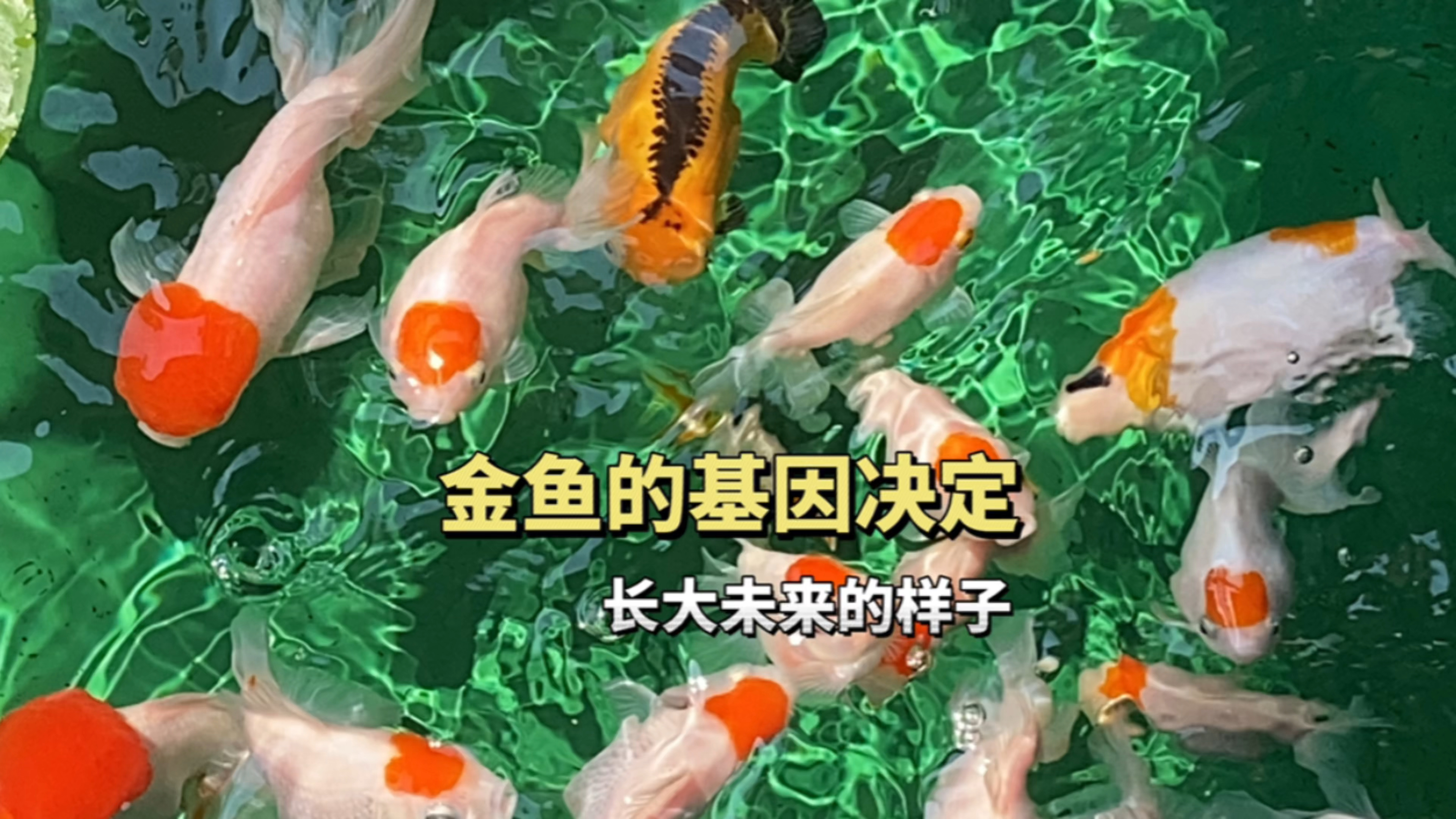 金鱼的基因决定了长大后的样子,短尾泰帽金鱼