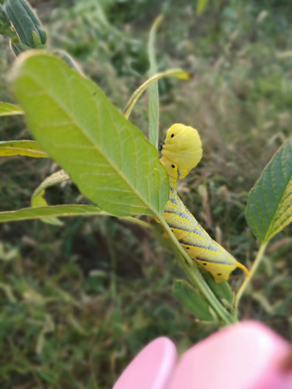 芝麻虫图片图片