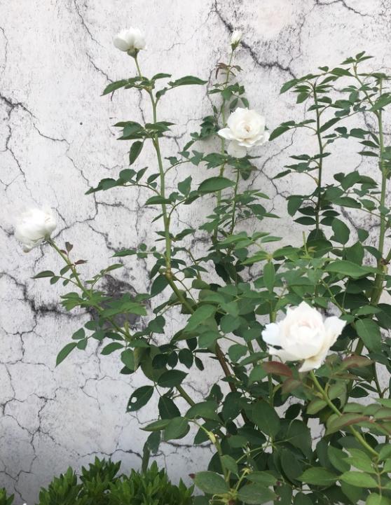 一根枝条上都是盲芽的话,看苗的情况,状态不太好就不要修剪了