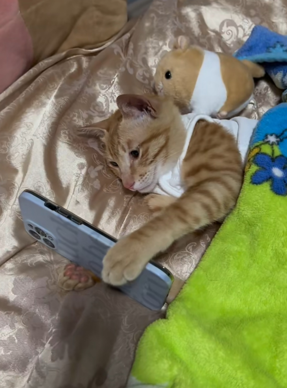 哈哈哈,这只猫咪简直成精了,就跟个人一样还躺在床上玩手机!