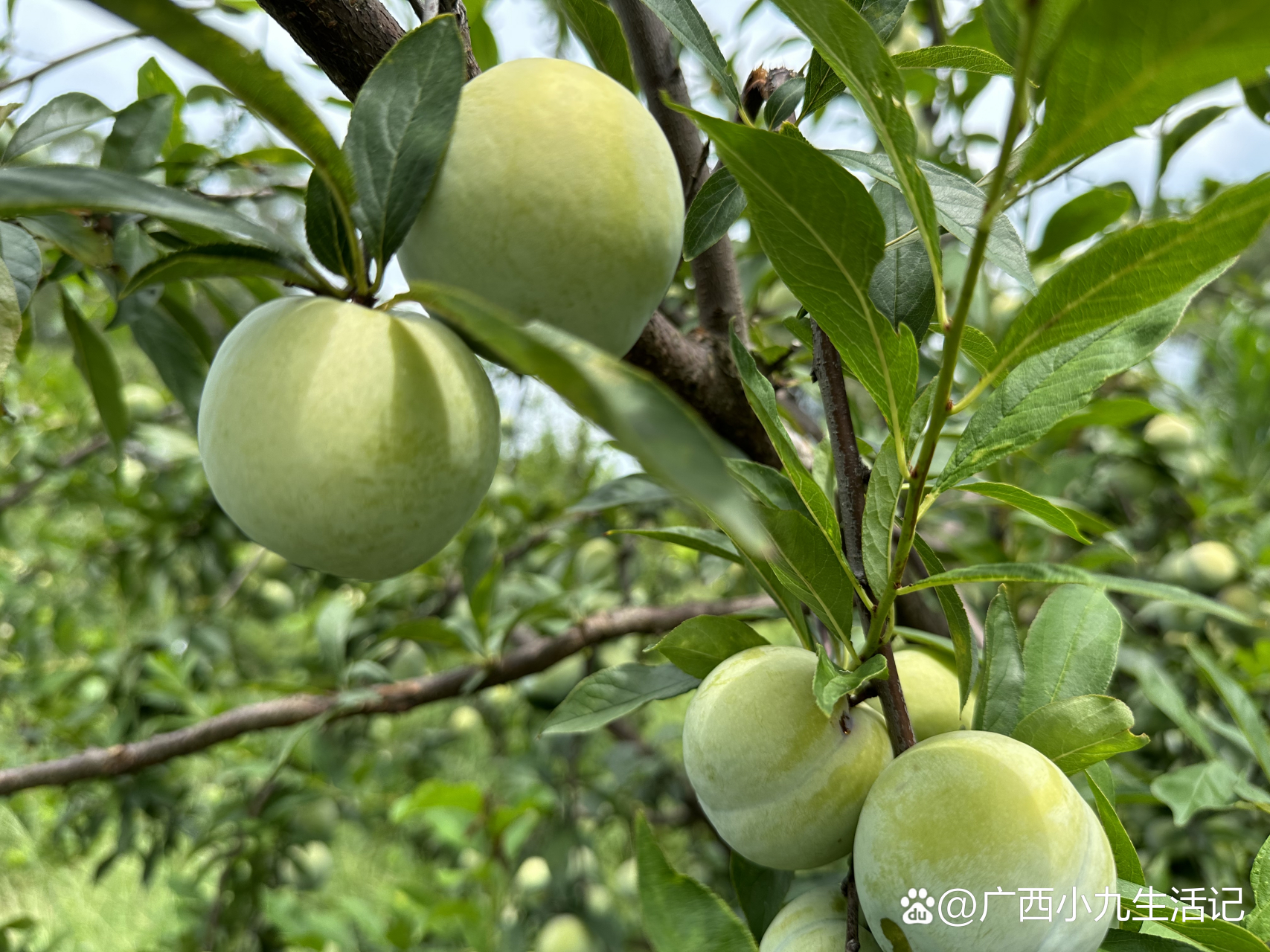 青奈李,黄金奈李,黑李上架啦,@广西农村老谭 #记录农村生活日常# 为了