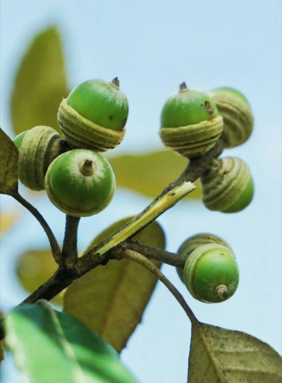 黄毛青冈,为壳斗科青冈属植物,壳斗浅碗形,密被黄色绒毛,生于海拔1