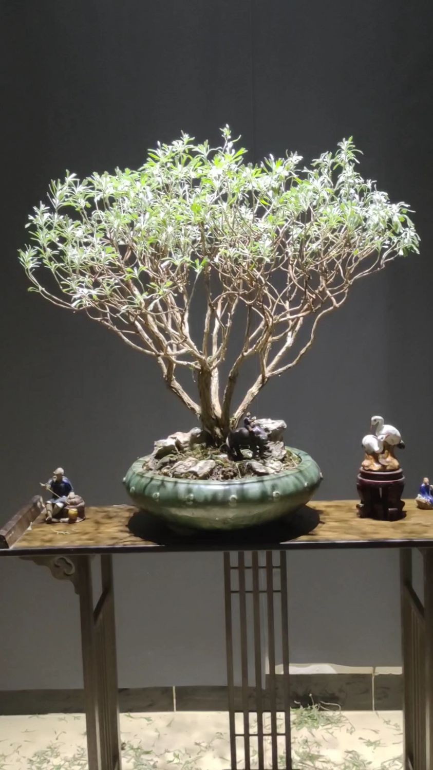 浪漫树,古桩雪艾