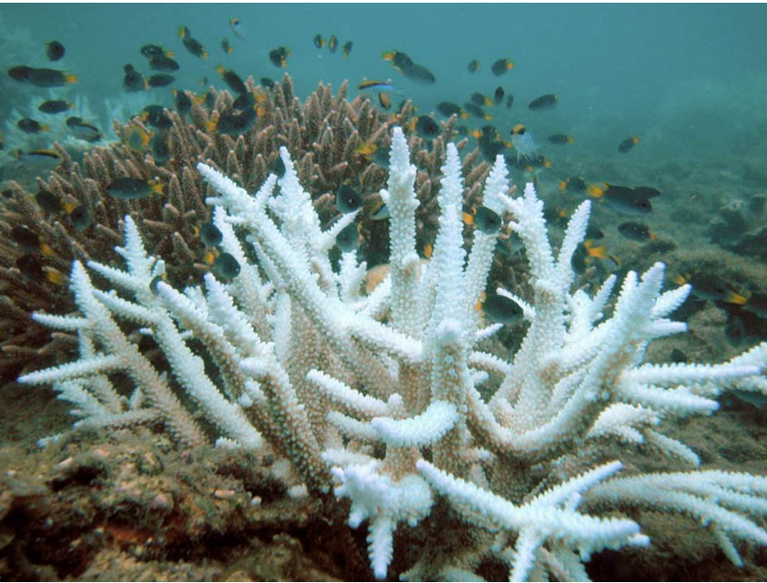珊瑚白化并不像人们所想那么坏,白色珊瑚礁可以为鱼提供大量营养
