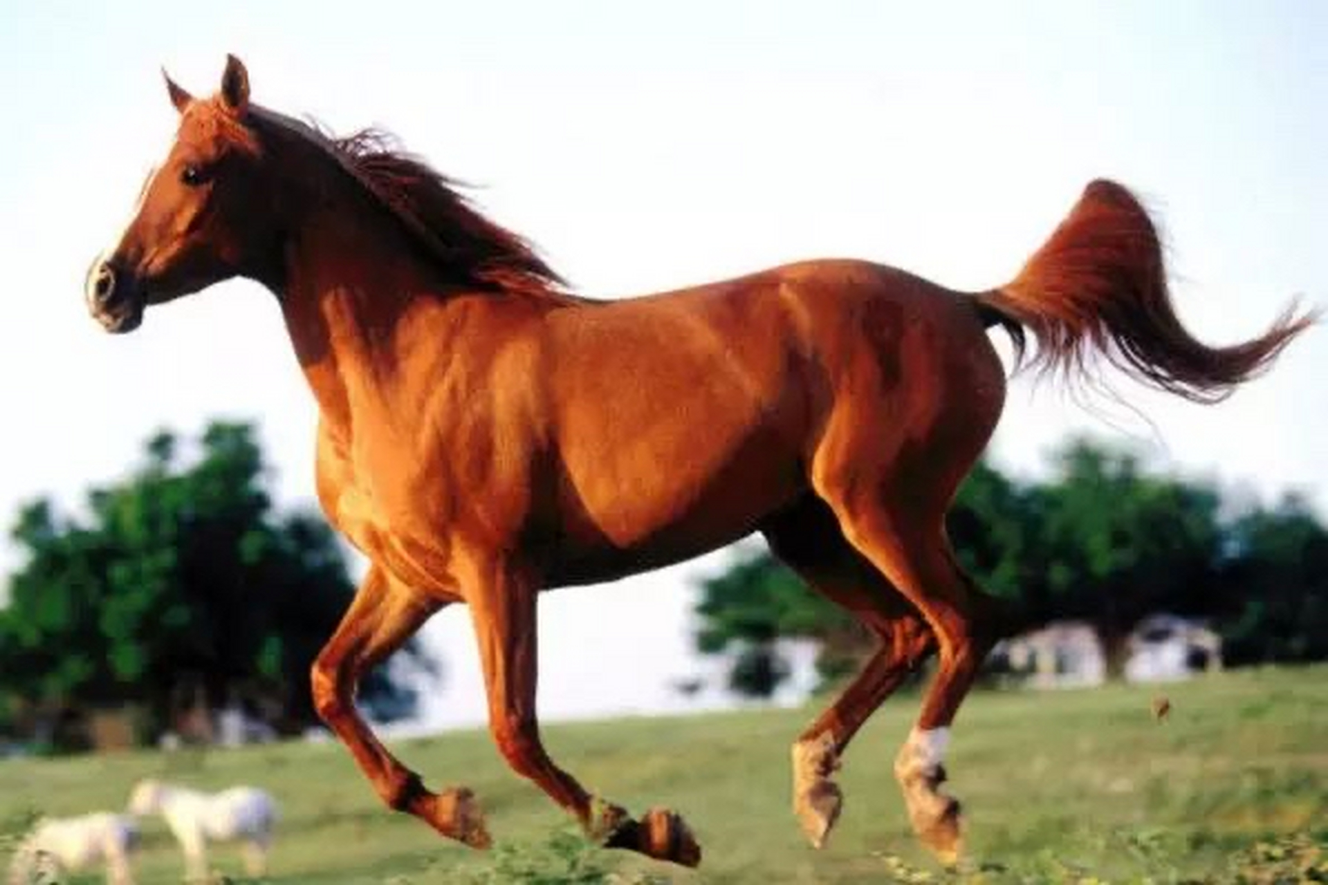 世界九大名马排名 第一纯血马,第二阿拉伯马,第三安